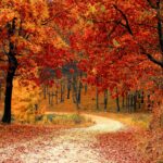 Novella Prep Podcast | ‘Fall’ing in Line with College Planning