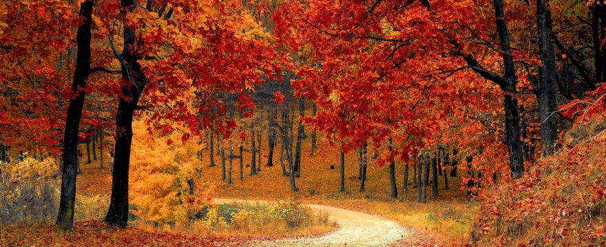 Road to College: ‘Fall’ing in Line with College Planning | Novella Prep | College Planning | Study Skills